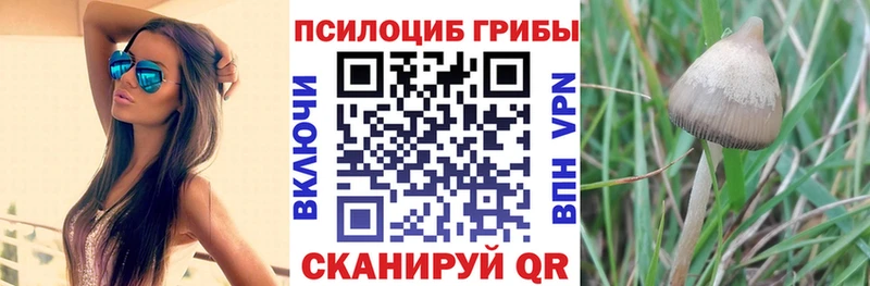 Псилоцибиновые грибы Psilocybe  магазин  наркотиков  Тосно 